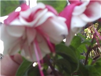 90c8a4c1-Picture 021.jpg